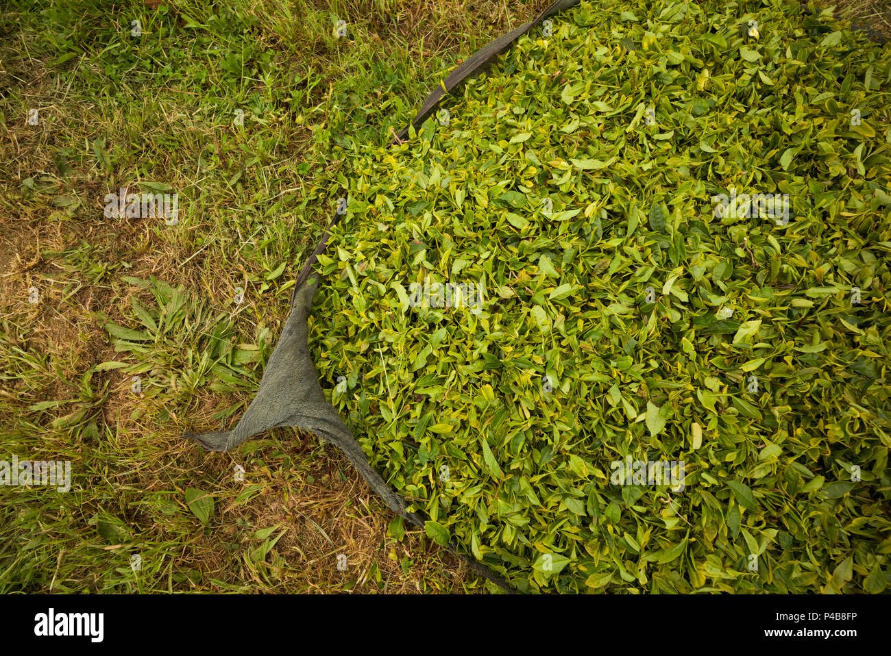 Portogallo Azzorre, isola Sao Miguel, Gorreana, Gorreana la piantagione di tè, uno degli ultimi produttori di tè in Europa, appena raccolte tea Foto Stock