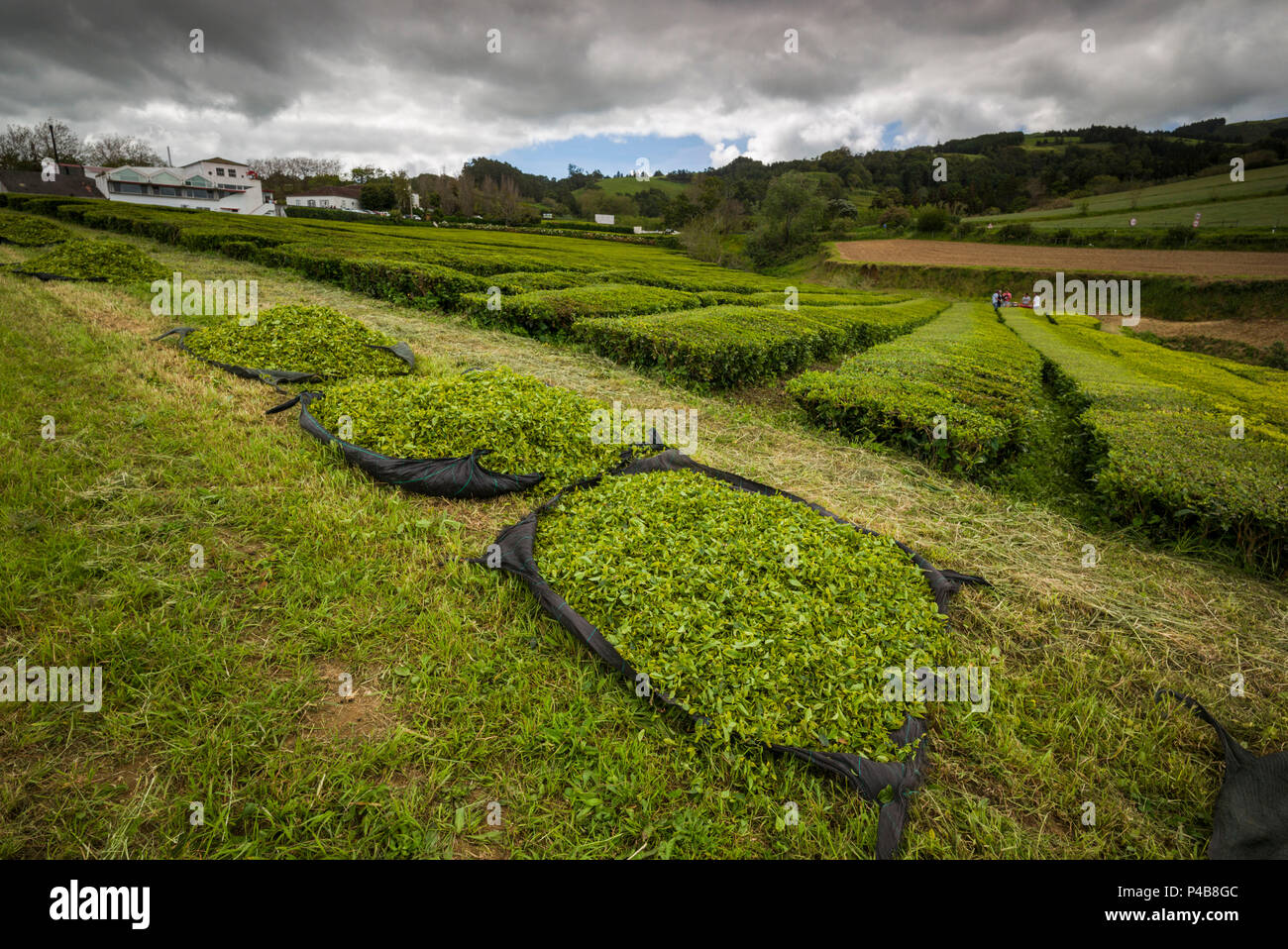 Portogallo Azzorre, isola Sao Miguel, Gorreana, Gorreana la piantagione di tè, uno degli ultimi produttori di tè in Europa, appena raccolte tea Foto Stock