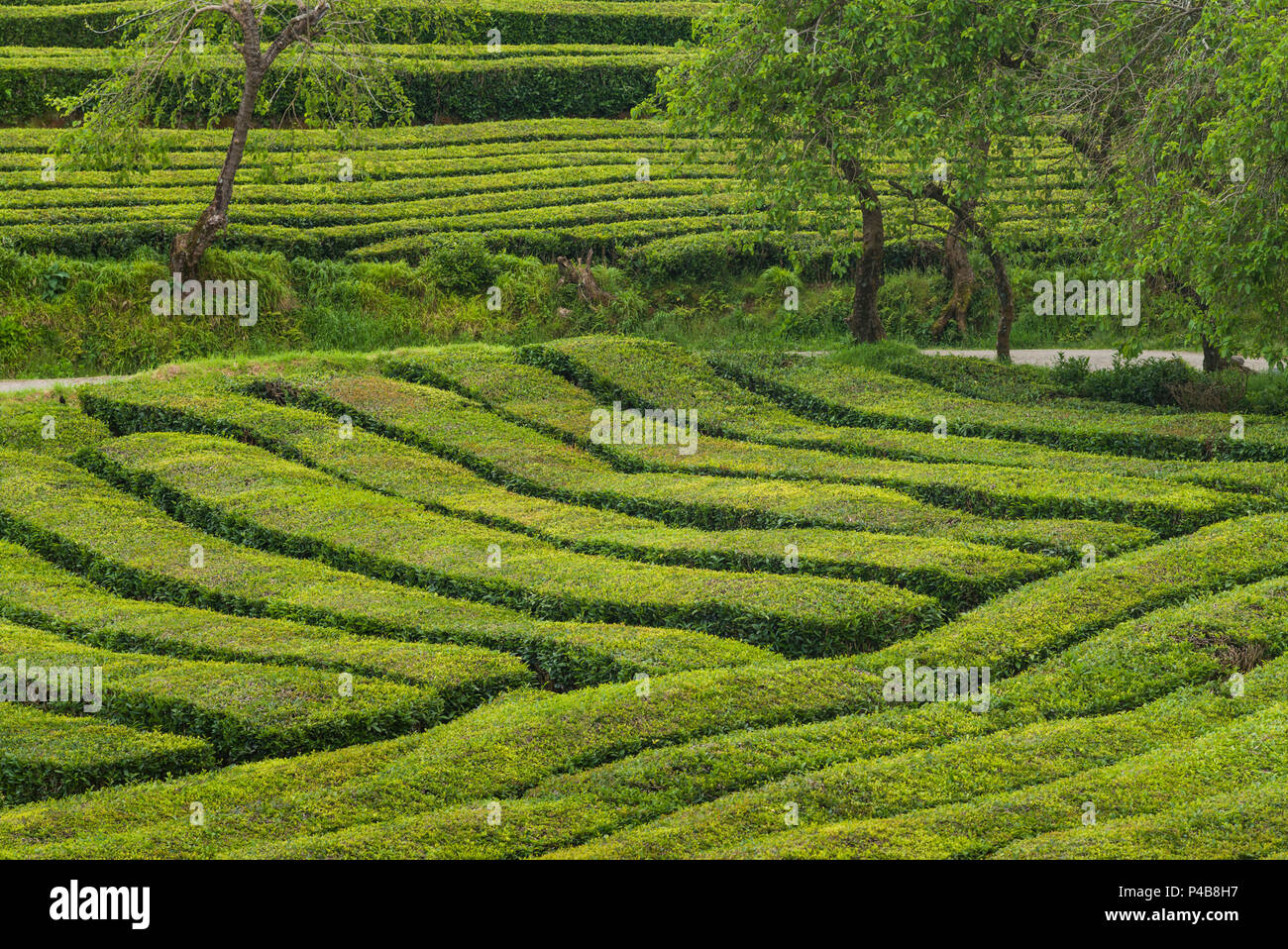 Portogallo Azzorre, isola Sao Miguel, Gorreana, vista in elevazione dell'ultimo la piantagione di tè in Europa Foto Stock