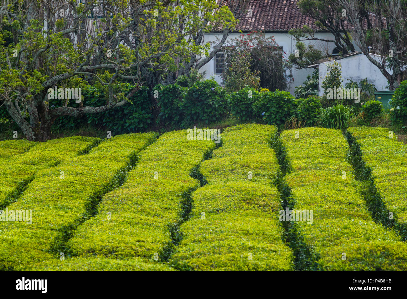 Portogallo Azzorre, isola Sao Miguel, Gorreana, vista in elevazione dell'ultimo la piantagione di tè in Europa Foto Stock