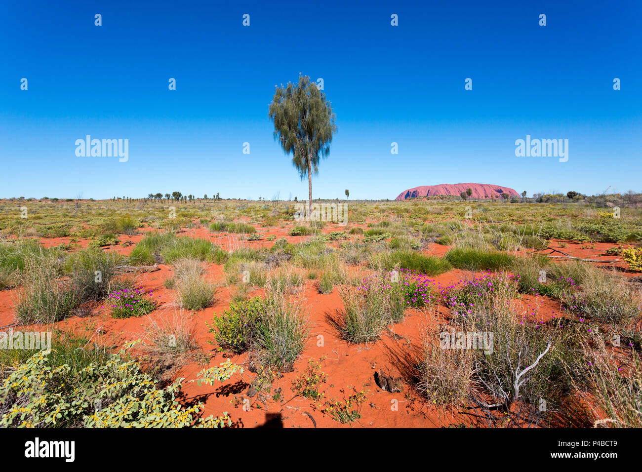Uluru, Red Centre, Territorio del Nord, l'Australia Centrale. Foto Stock