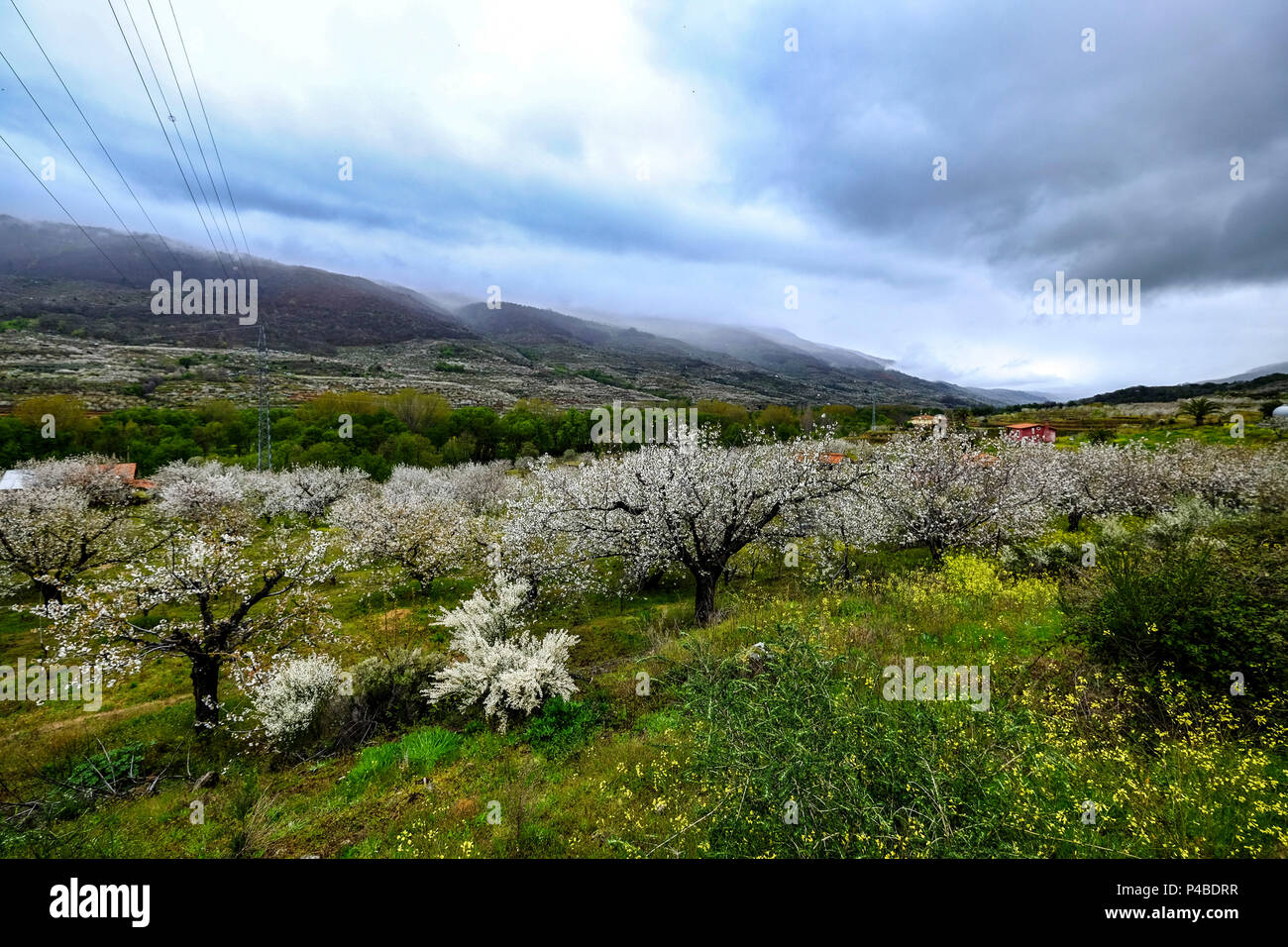 La fioritura dei ciliegi in Primavera nella Valle del Jerte nella provincia di Cáceres nella comunità autonoma di Estremadura in Spagna Foto Stock