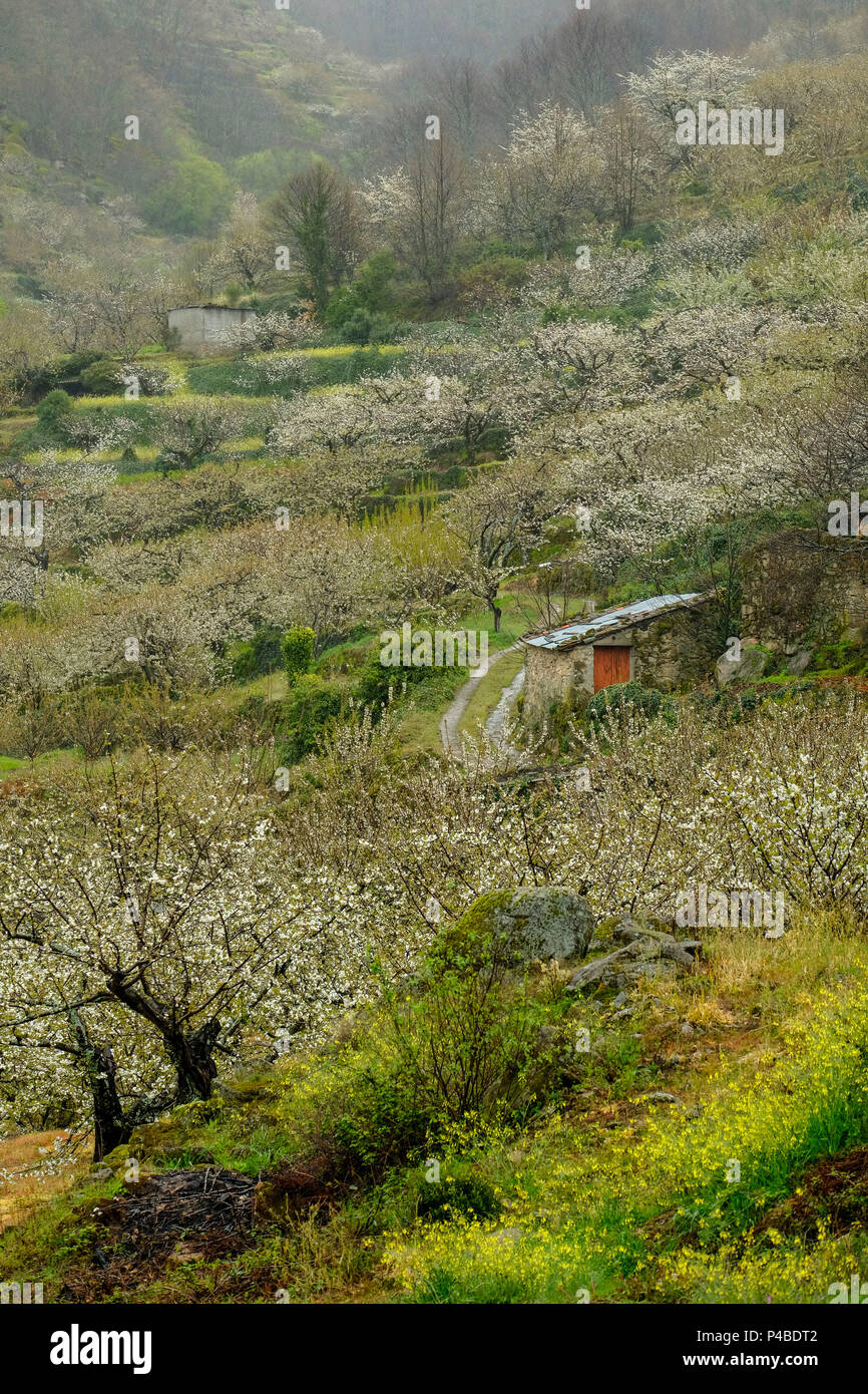 La fioritura dei ciliegi in Primavera nella Valle del Jerte nella provincia di Cáceres nella comunità autonoma di Estremadura in Spagna Foto Stock