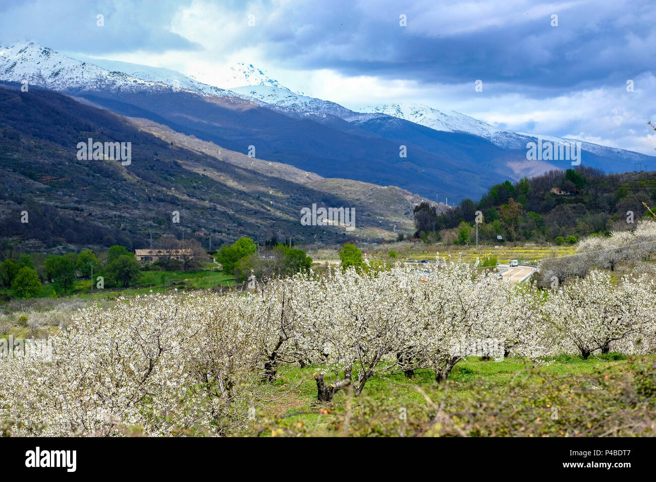 La fioritura dei ciliegi in Primavera nella Valle del Jerte nella provincia di Cáceres nella comunità autonoma di Estremadura in Spagna Foto Stock