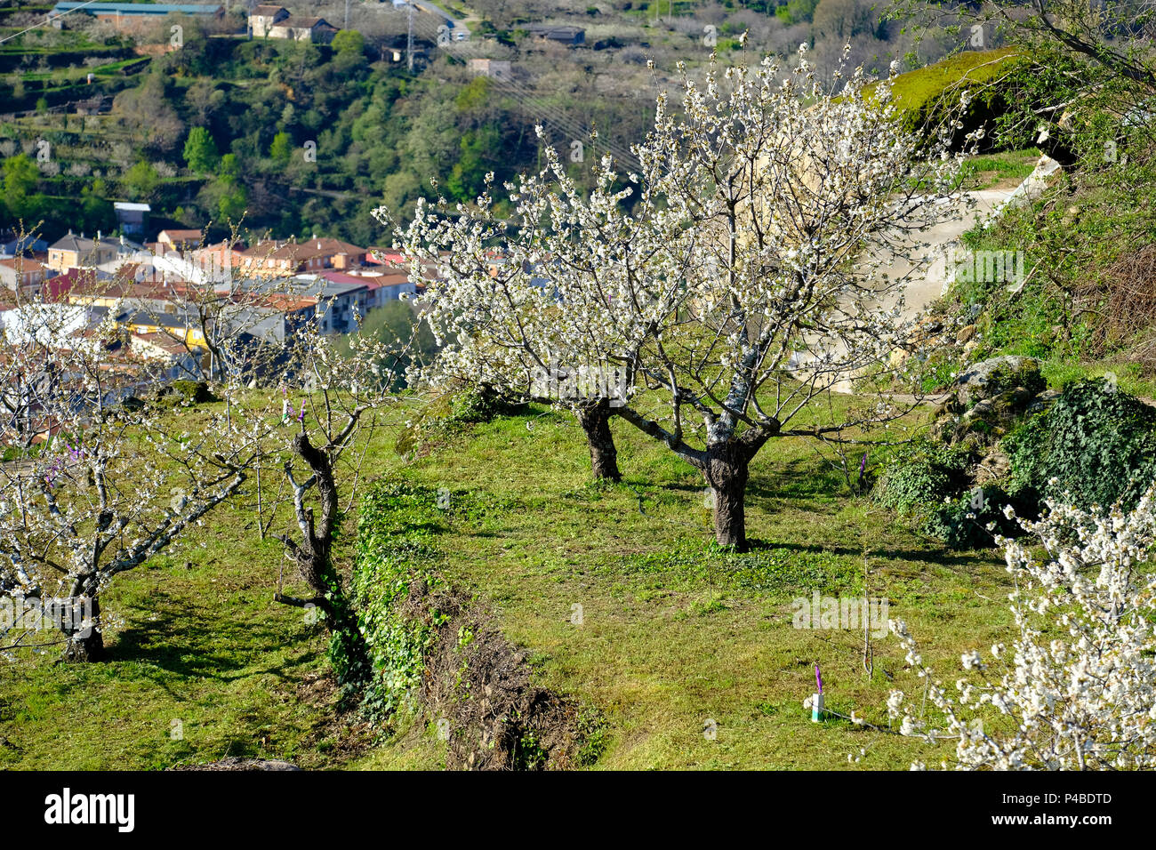 La fioritura dei ciliegi in Primavera nella Valle del Jerte nella provincia di Cáceres nella comunità autonoma di Estremadura in Spagna Foto Stock