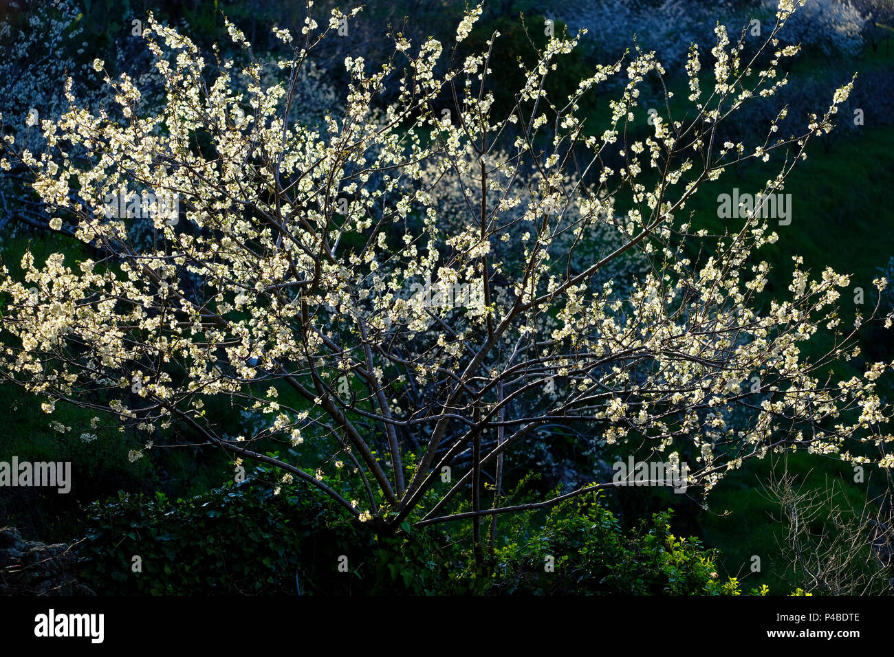 La fioritura dei ciliegi in Primavera nella Valle del Jerte nella provincia di Cáceres nella comunità autonoma di Estremadura in Spagna Foto Stock