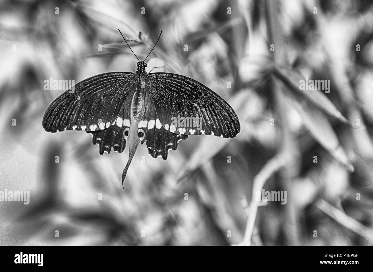 Papilio polytes, aka rcommon mormone è una farfalla tropicale. Qui mostrato mentre in piedi su una foglia Foto Stock