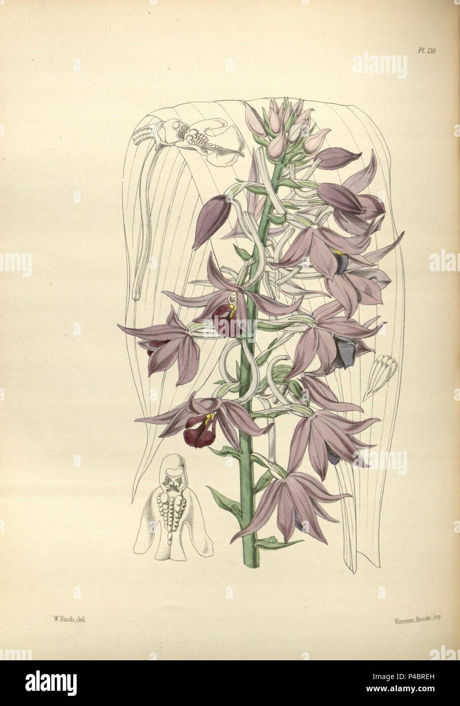 139 un secondo secolo di piante orchidacee (8360497427). Foto Stock