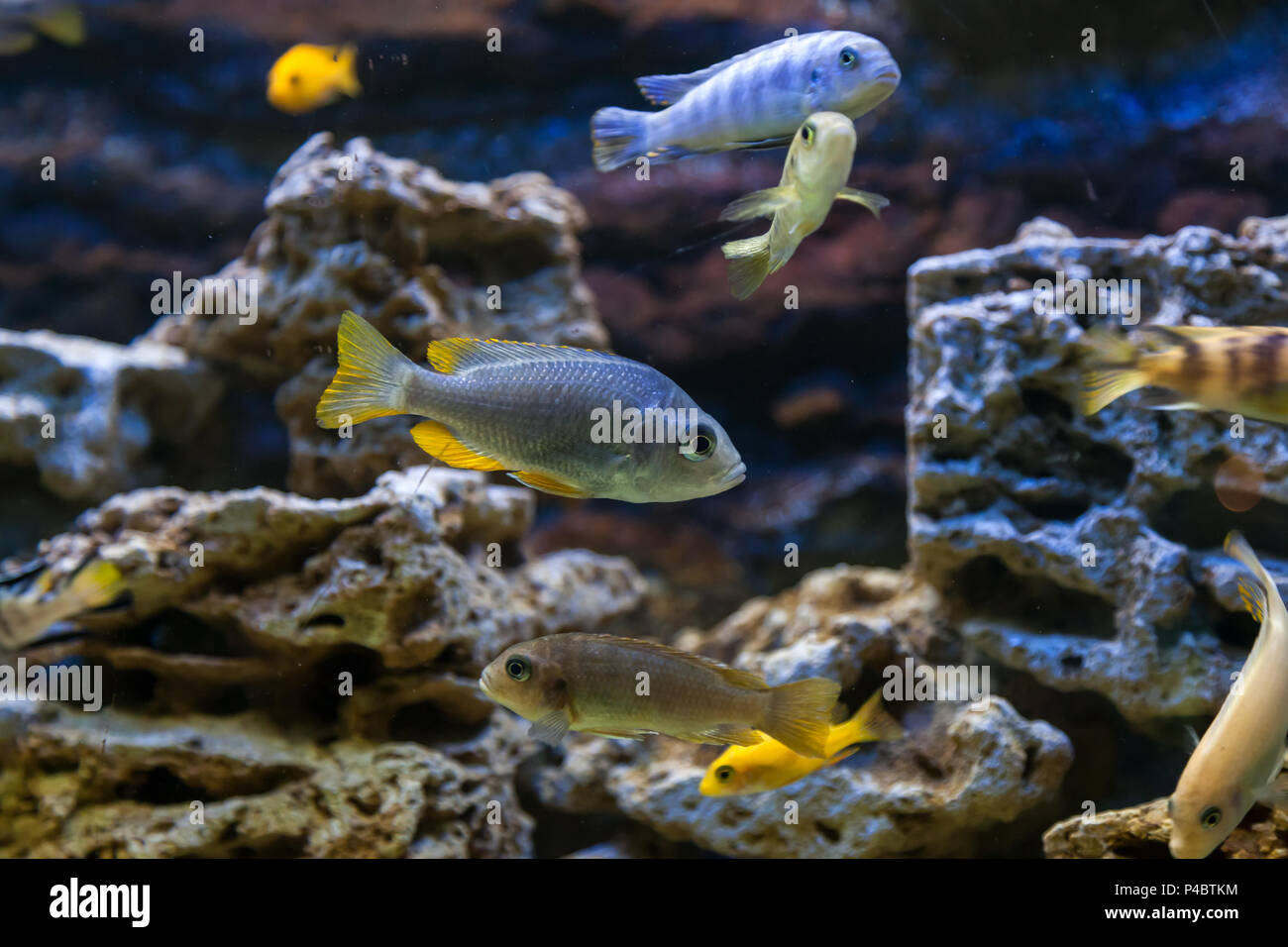 Close-up di molti pesci: aphyocharax rathbuni flottante e guardando la telecamera in un acquario Foto Stock