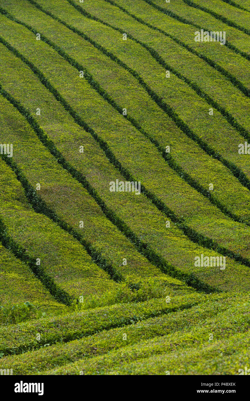 Portogallo Azzorre, isola Sao Miguel, Gorreana, vista in elevazione dell'ultimo la piantagione di tè in Europa Foto Stock