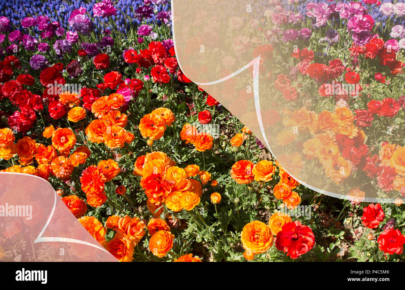 Fresca colorata fioritura tulipani dietro uno strato Foto Stock