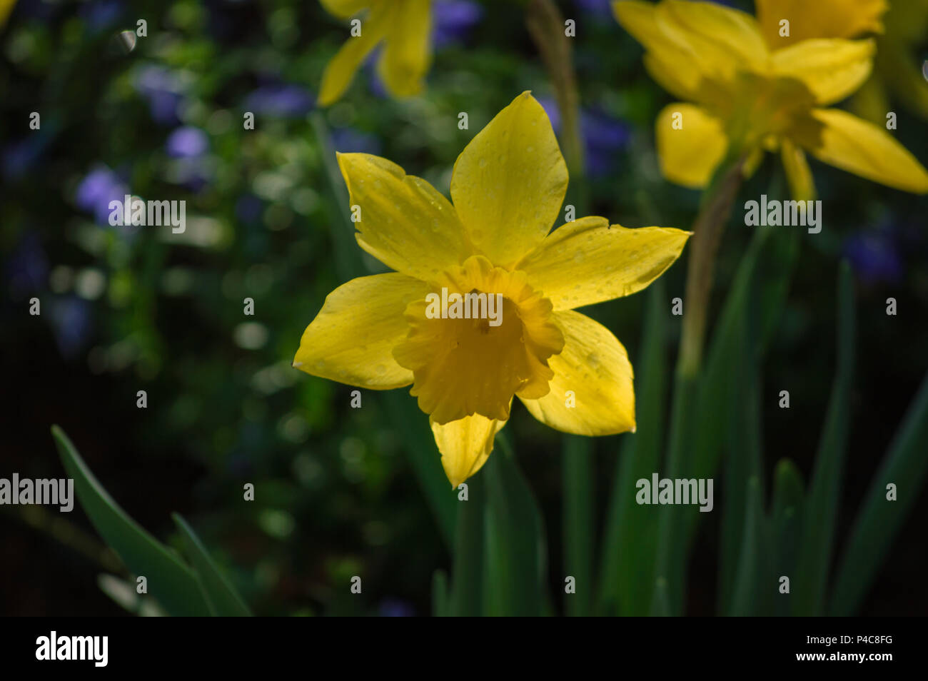 Narciso o narcisi fiori sono in fiore nel giardino Foto Stock