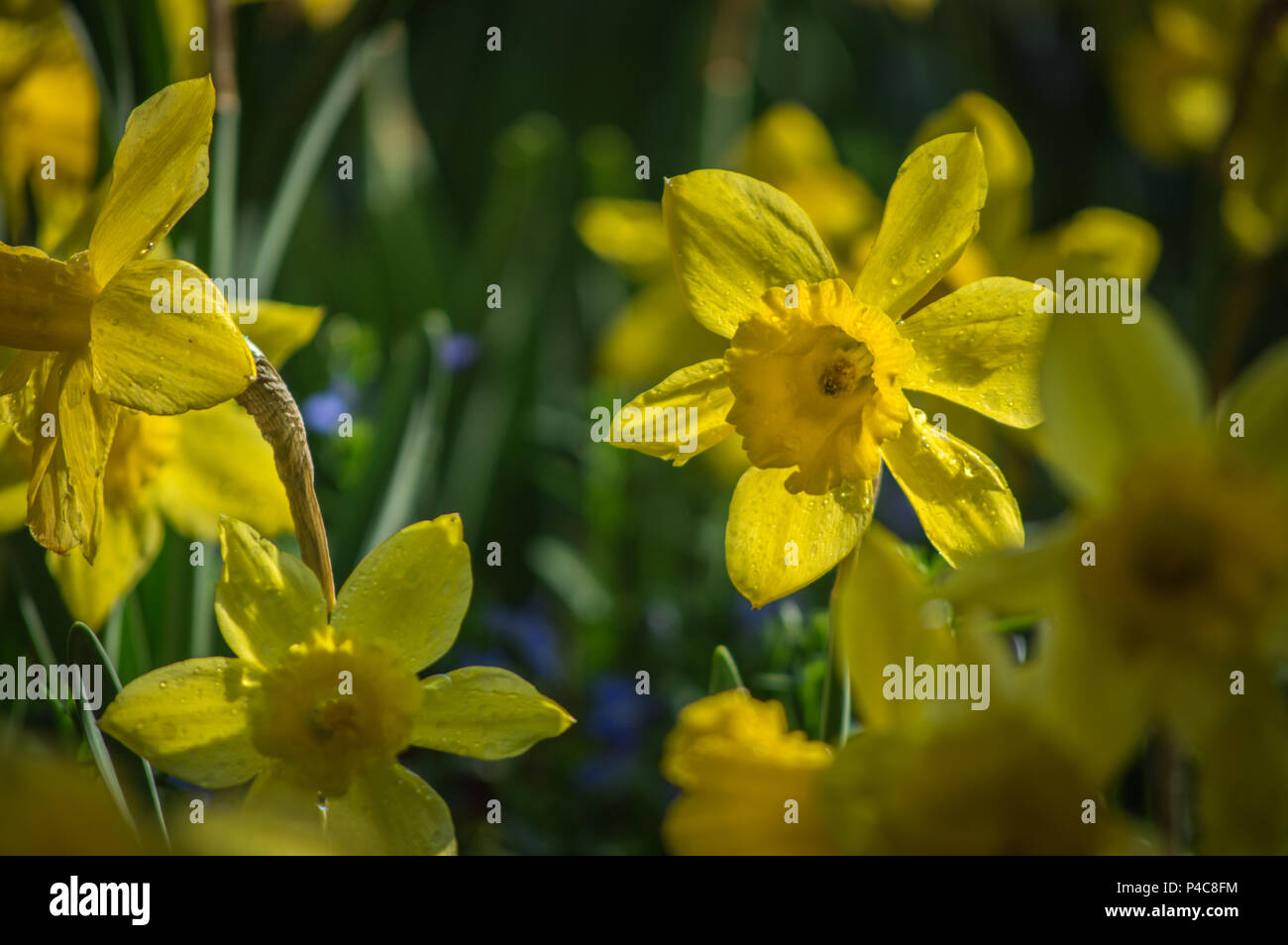 Narciso o narcisi fiori sono in fiore nel giardino Foto Stock