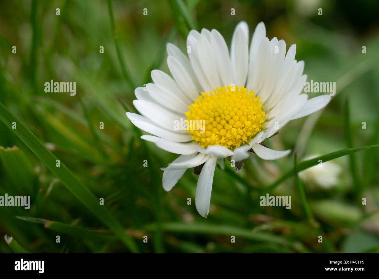 Vista ravvicinata di un po' di bianco fiore a margherita Foto Stock