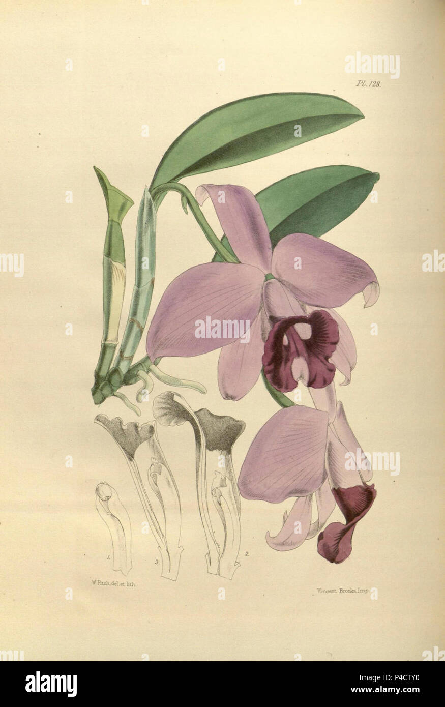 128 un secondo secolo di piante orchidacee (8361554318). Foto Stock