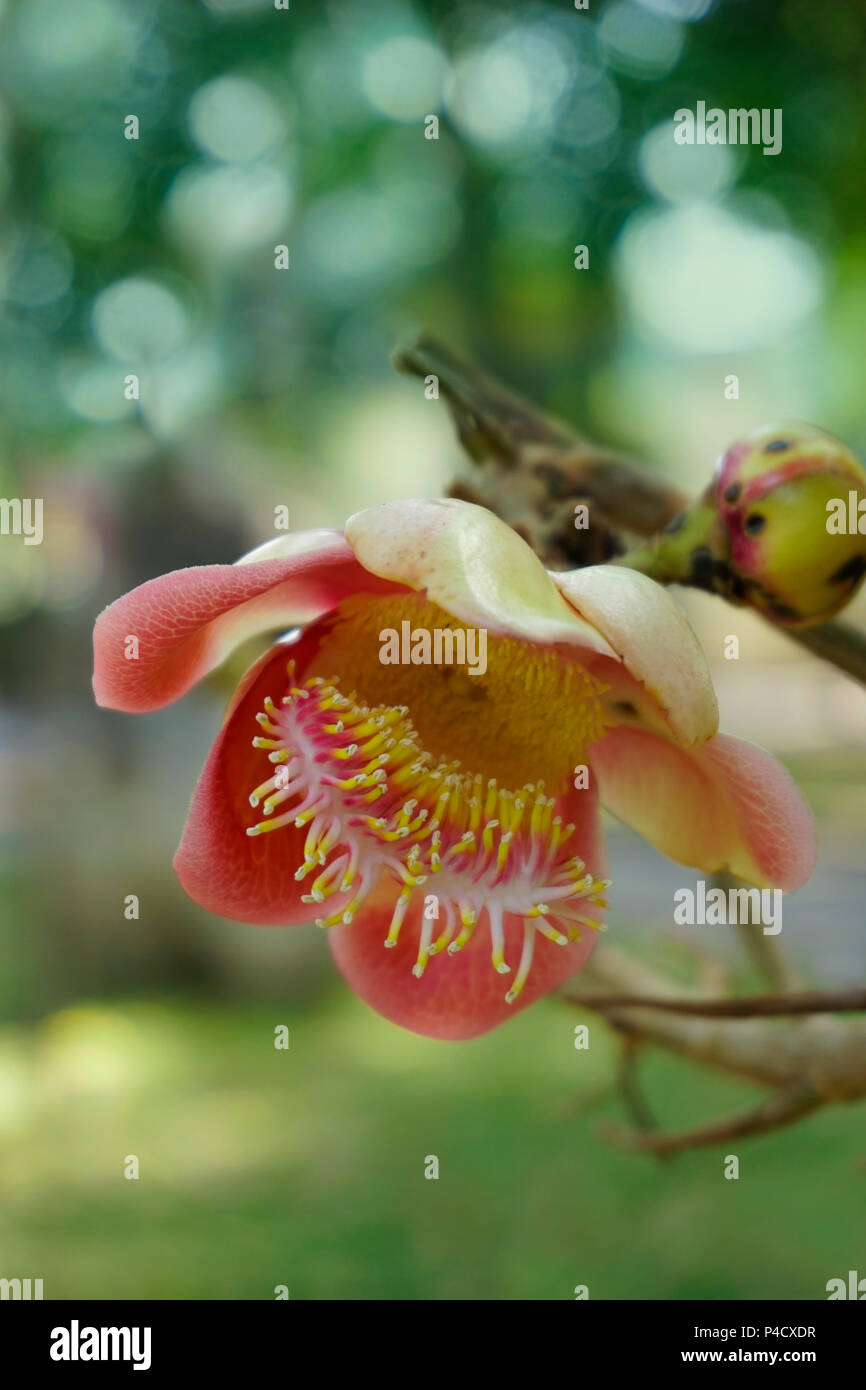 La Shorea siamensis (couroupita guianensis) albero è anche chiamato Dark Red Meranti, Light Red Meranti, o rosso lauan ed è una specie di piante in D Foto Stock