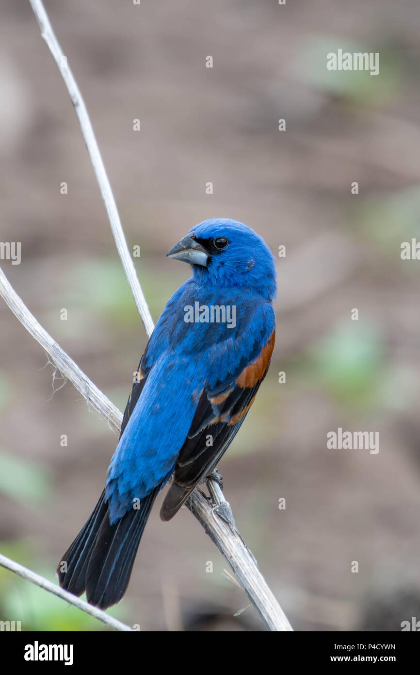 Blu, Grosbeak (Passerina caerulea), Bosque del Apache National Wildlife Refuge, nuovo Messico, Stati Uniti d'America. Foto Stock