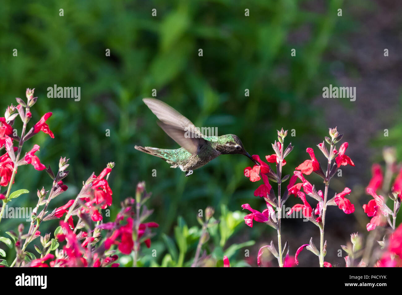 Anna's Hummingbird hovering metà volo, avanzamento sul colore rosso brillante di fiori, in Arizona deserto di Sonora. Foto Stock