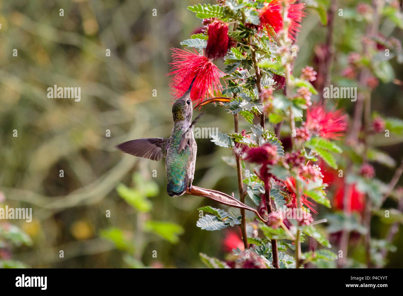 Anna's Hummingbird arroccato su una fragile foglia, ali che sbattono per equilibrio di bere dal rosso scovolino da bottiglia fiori overhead. In Arizona deserto di Sonora. Foto Stock