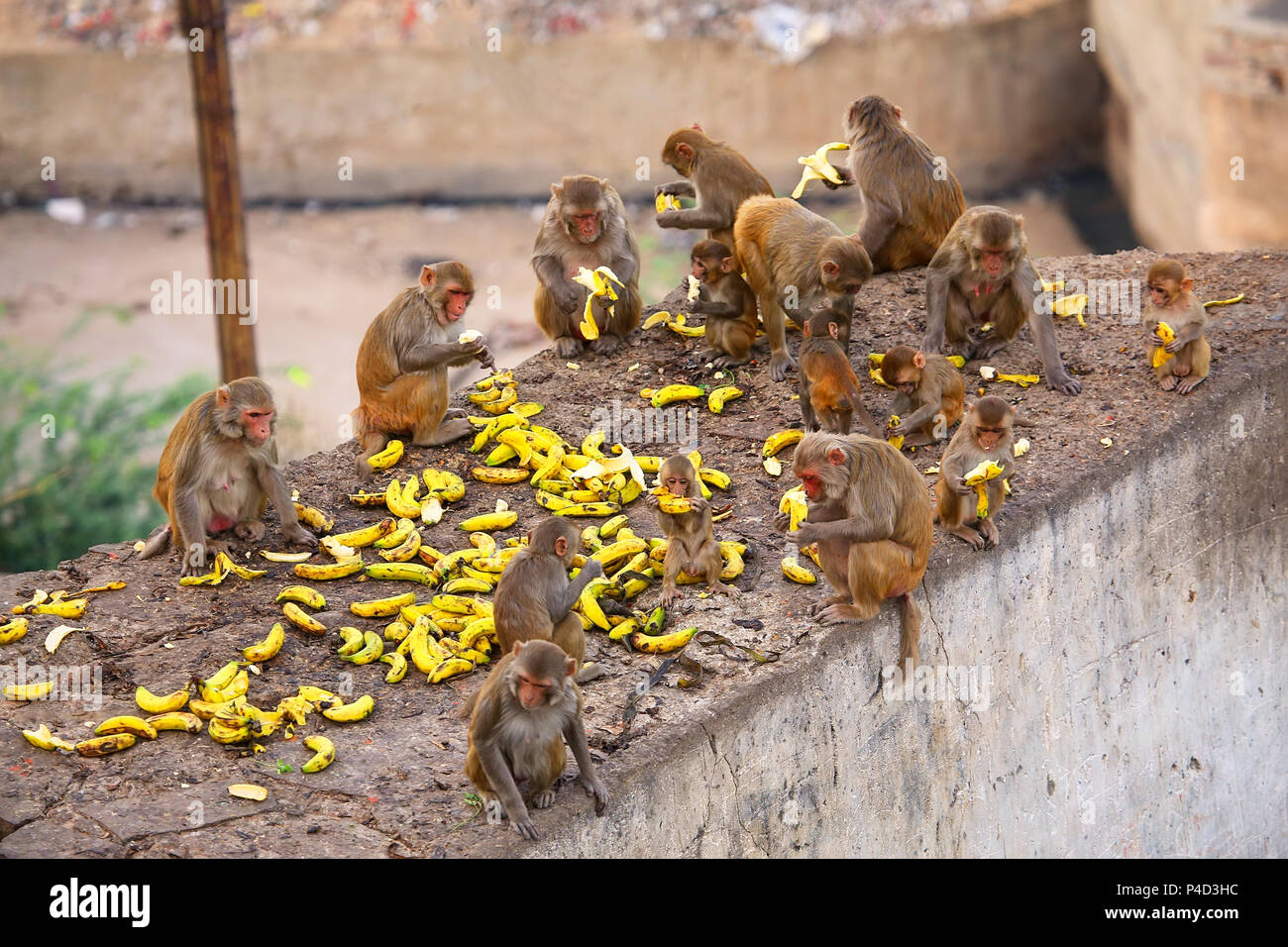 Gruppo di macachi Rhesus (macaca mulatta) mangiare banane vicino a Galta Tempio a Jaipur, India. Il tempio è famoso per il grande truppa di scimmie che vivono Foto Stock