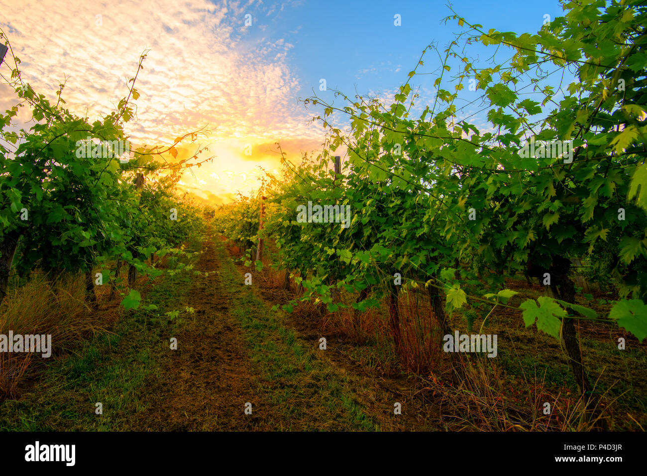 Sunrise nel vigneto, il sorgere del sole dietro le nuvole e splendente tra le righe del vitigno Foto Stock