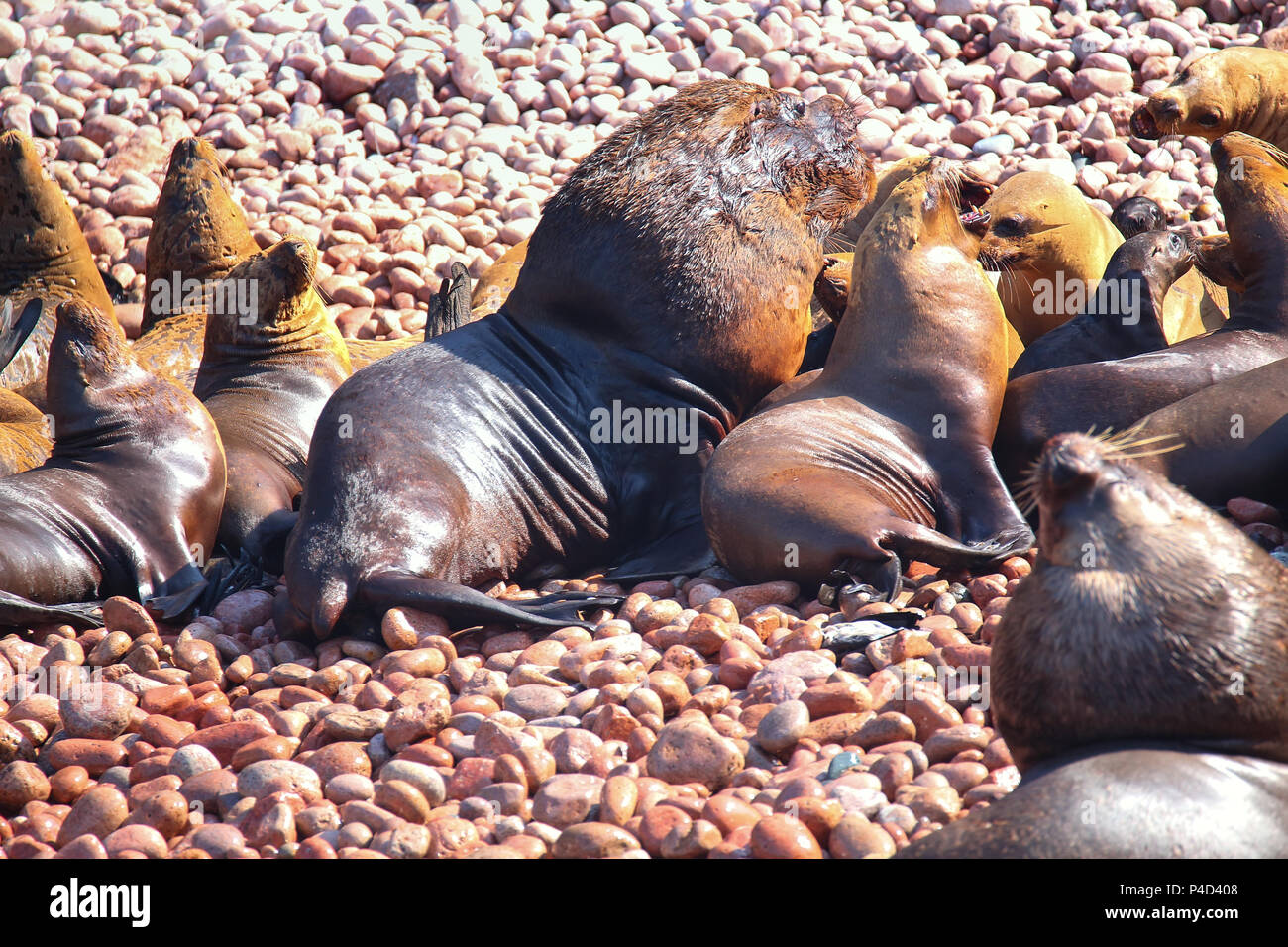 Colonia del Sud Americana dei leoni di mare (Otaria flavescens) in isole Ballestas riserva in Perù. Isole Ballestas sono un importante santuario per marine f Foto Stock