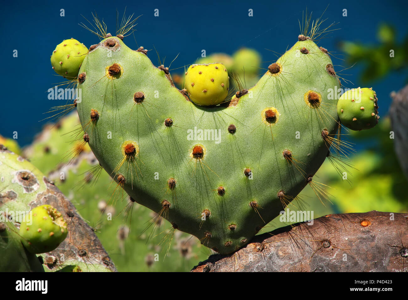Le Galapagos ficodindia a forma di cuore sulla isola Rabida, Galapagos National Park, Ecuador. È endemico delle Isole Galapagos. Foto Stock