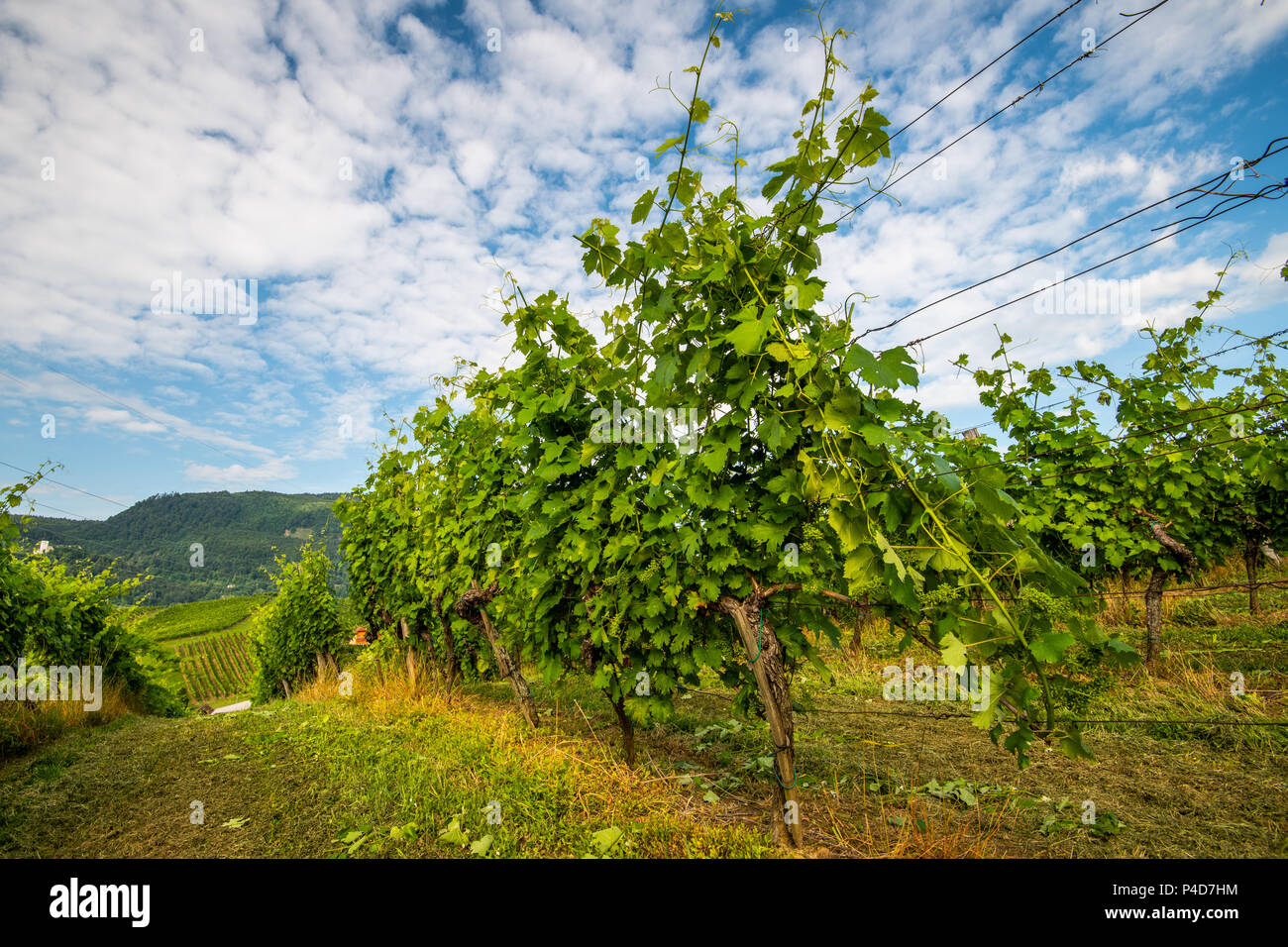 Vigneto in mattinata estiva, i vitigni coltivati in righe, Europa, paesaggio europeo, turistica e meta di viaggio nelle zone rurali countrzside Foto Stock