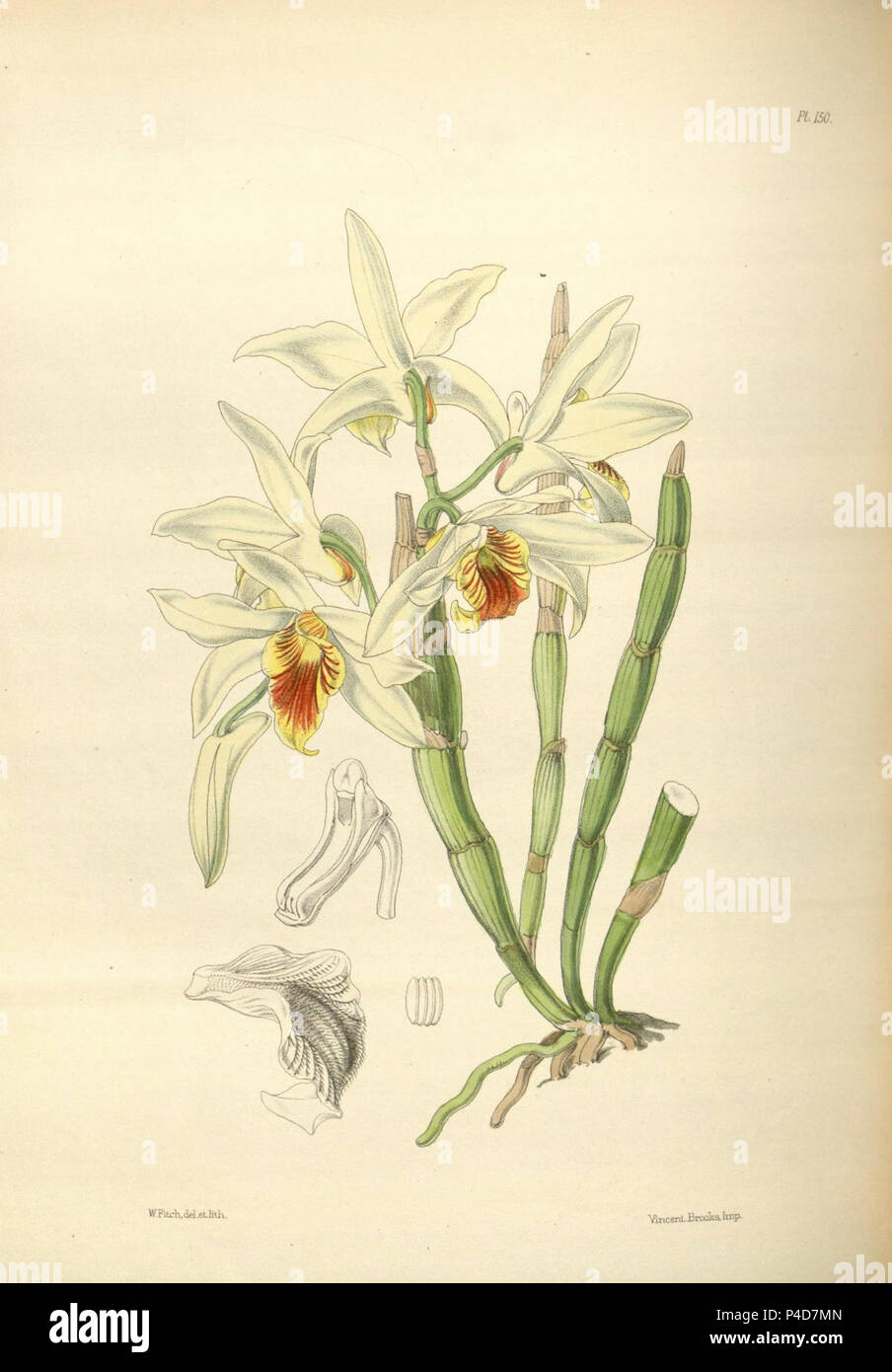 150 un secondo secolo di piante orchidacee (8361565222). Foto Stock