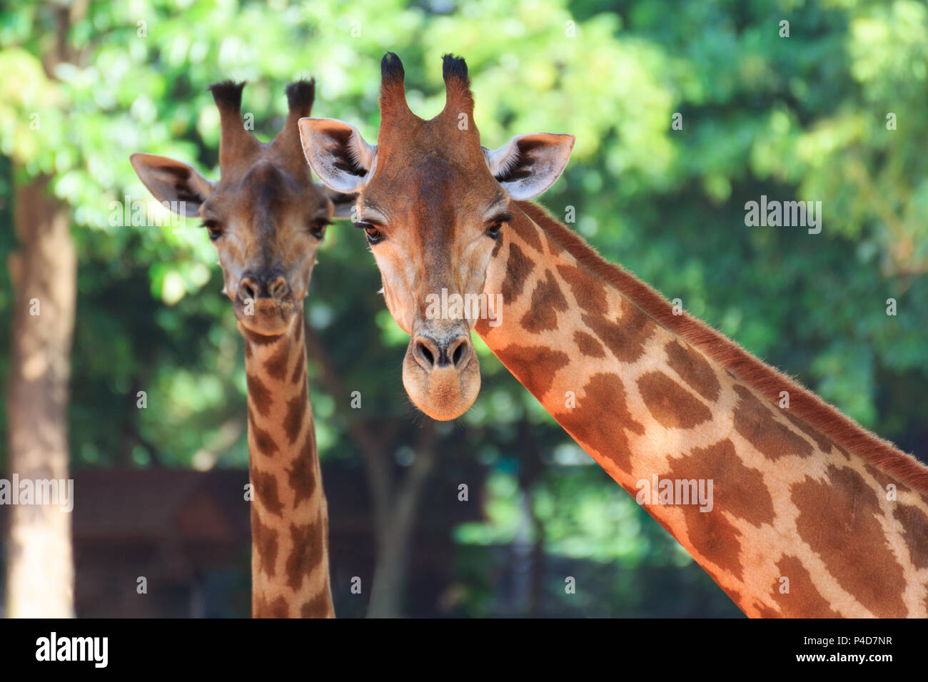 Verticale con due giraffe di testa su sfondo ad albero. Foto Stock