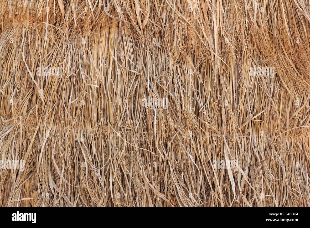 Chiudere fino a secco texture di paglia, il motivo dello sfondo. Foto Stock