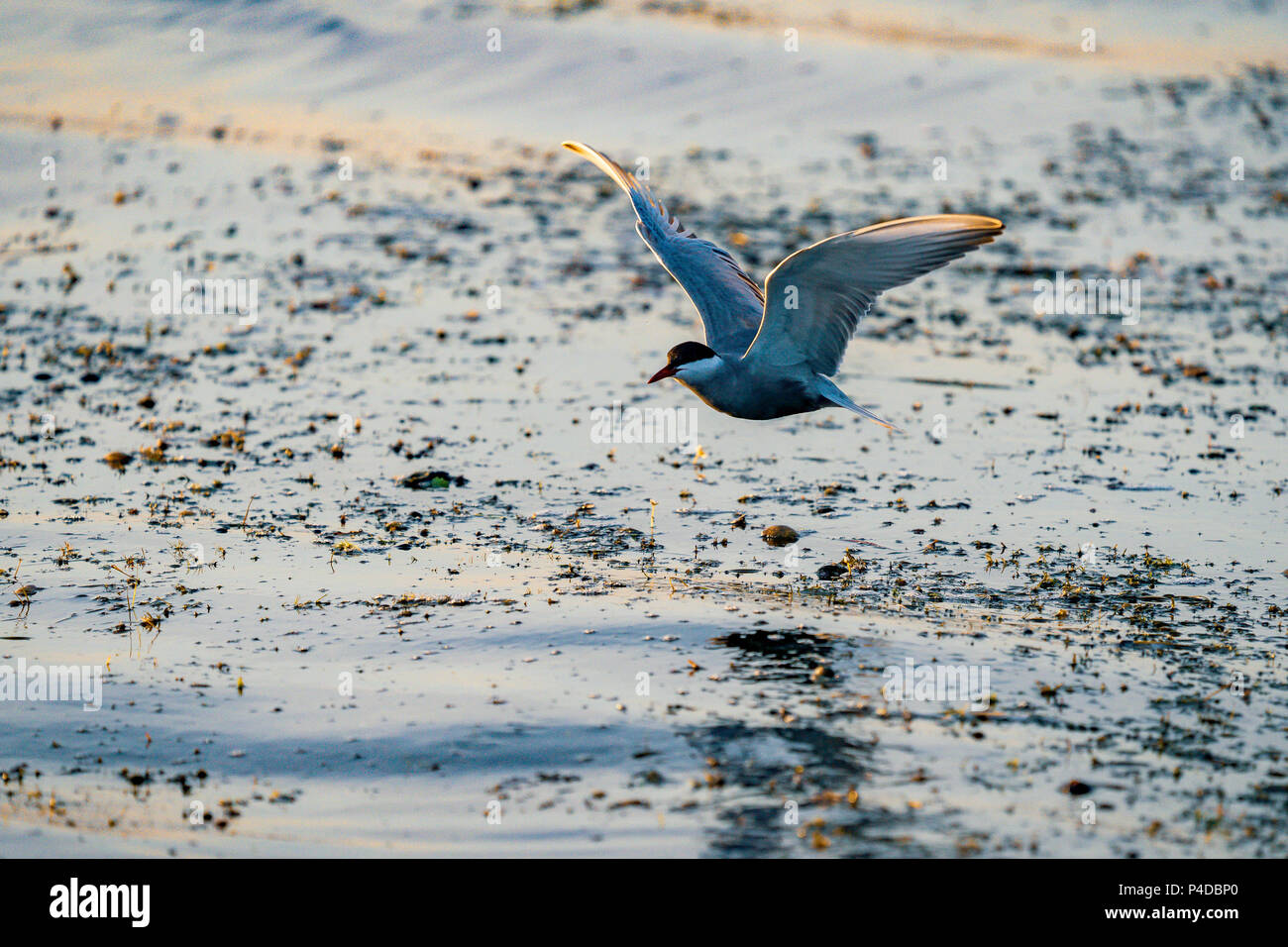 Bianco-cheeked Tern pesca nel Delta del Danubio, Romania. Terna in volo su acqua a sunrise Foto Stock