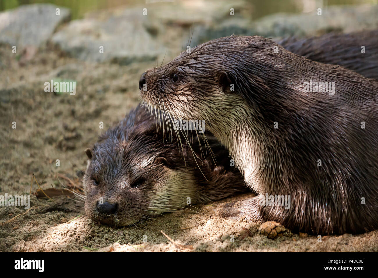 Un close-up cancella due lontre marrone sulla riva vicino al fiume si è addormentato e la seconda blubber guarda nella telecamera, Foto Stock