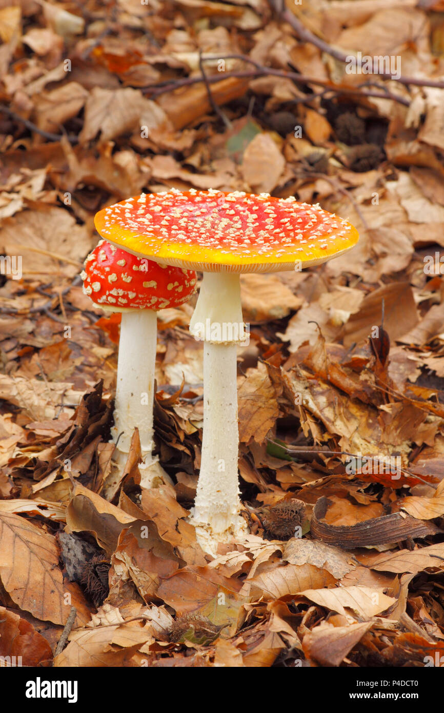 Giovane e maturo Fly Agaric (amanita muscaria) funghi che crescono in una foresta. Polonia, Santa Croce montagne. Foto Stock