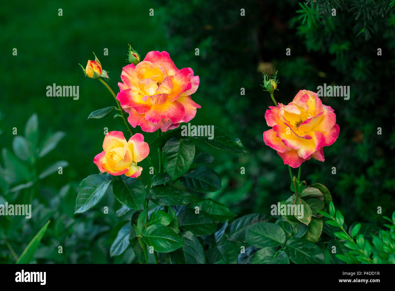 Blooming Pullman Orient Express le rose in giardino Foto Stock