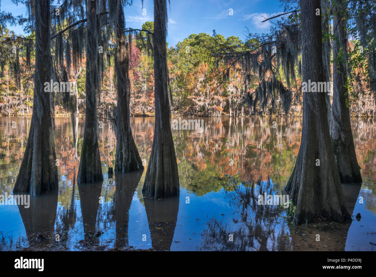 Cipresso calvo alberi a Big Cypress Bayou a caddo Lake State Park, Texas, Stati Uniti d'America Foto Stock
