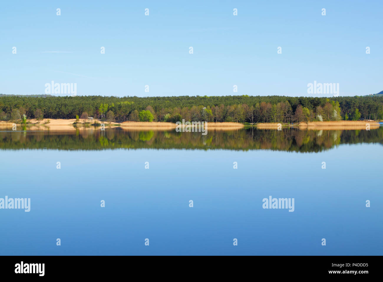 Lago con forest line specchiata nella calma della superficie dell'acqua. Cedzyna vicino lago di Kielce. Polonia, Santa Croce montagne. Foto Stock