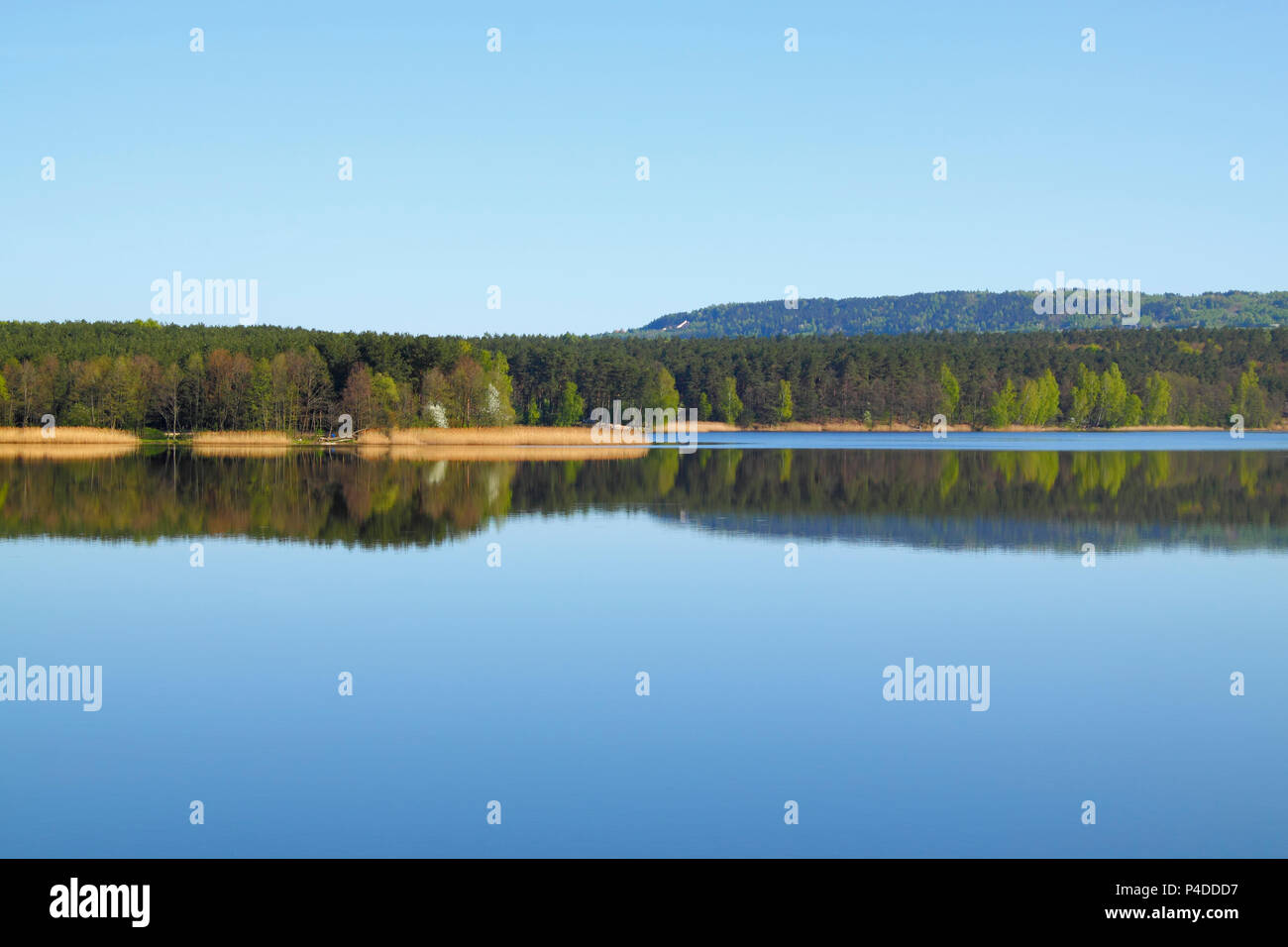 Lago con forest line specchiata nella calma della superficie dell'acqua. Cedzyna vicino lago di Kielce. Polonia, Santa Croce montagne. Foto Stock