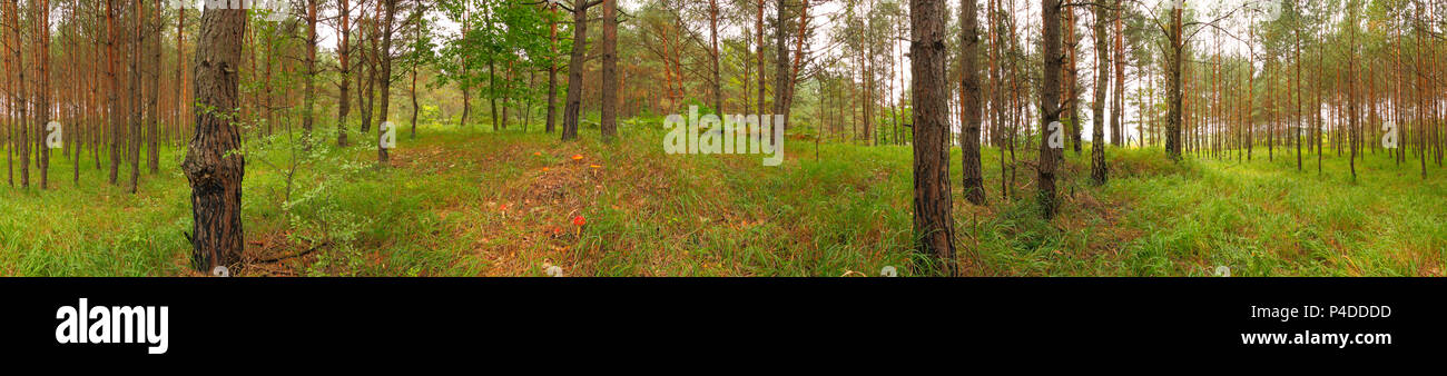 Panoramica di immagini di un giovane erboso foresta di pini. Polonia, Santa Croce montagne. Foto Stock