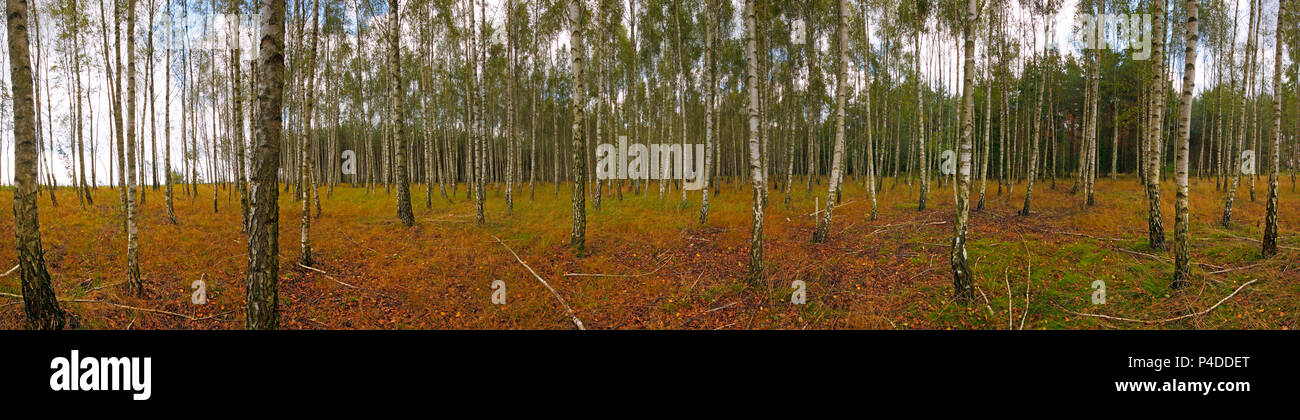 Panoramica di immagini di un bosco di betulle, all'inizio dell'autunno. Polonia, Santa Croce montagne. Foto Stock