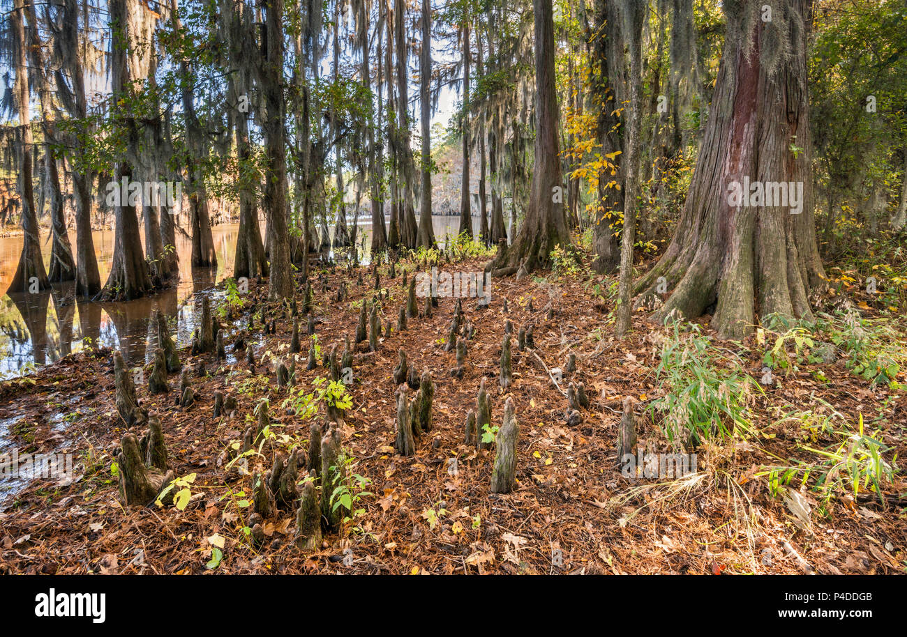 Cipresso calvo e gli alberi di cipresso ginocchia a palude a Big Cypress Bayou a caddo Lake State Park, Texas, Stati Uniti d'America Foto Stock