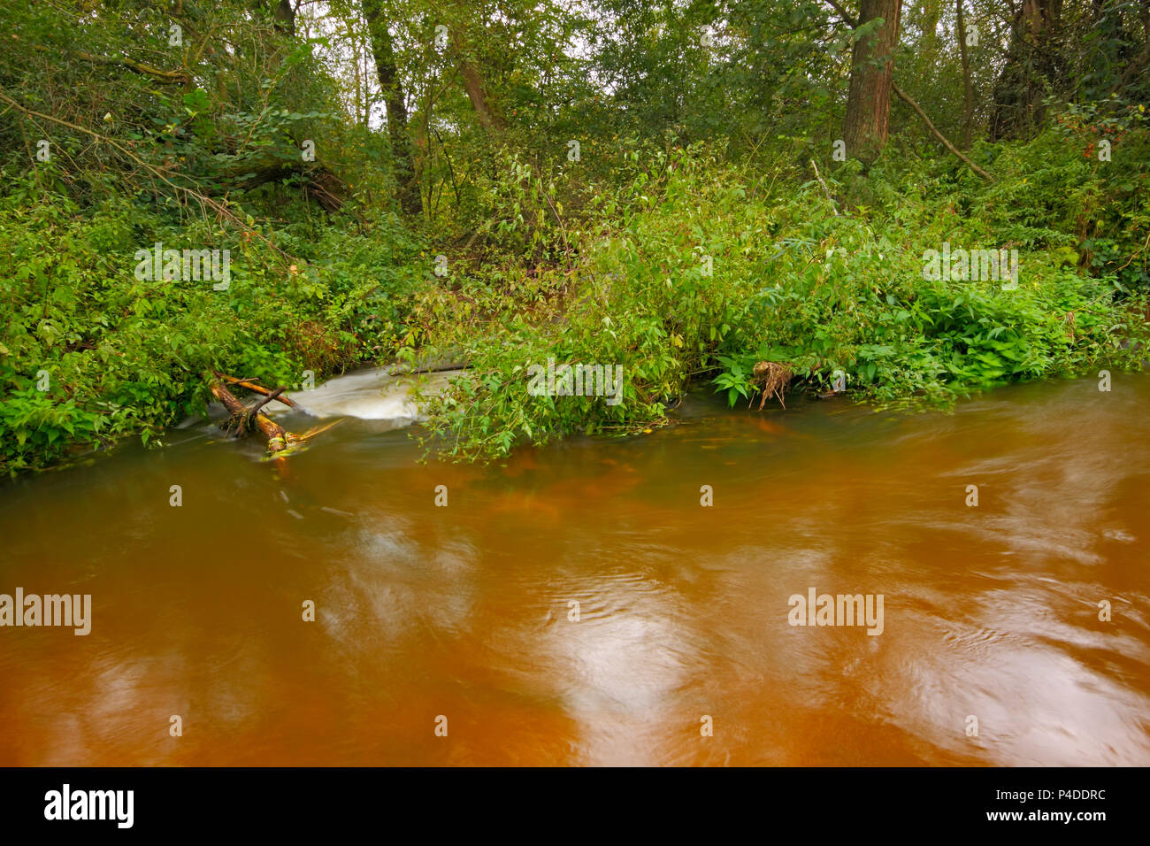 Piccolo fiume che scorre tra bosco ombreggiato. Polonia, Santa Croce montagne. Foto Stock