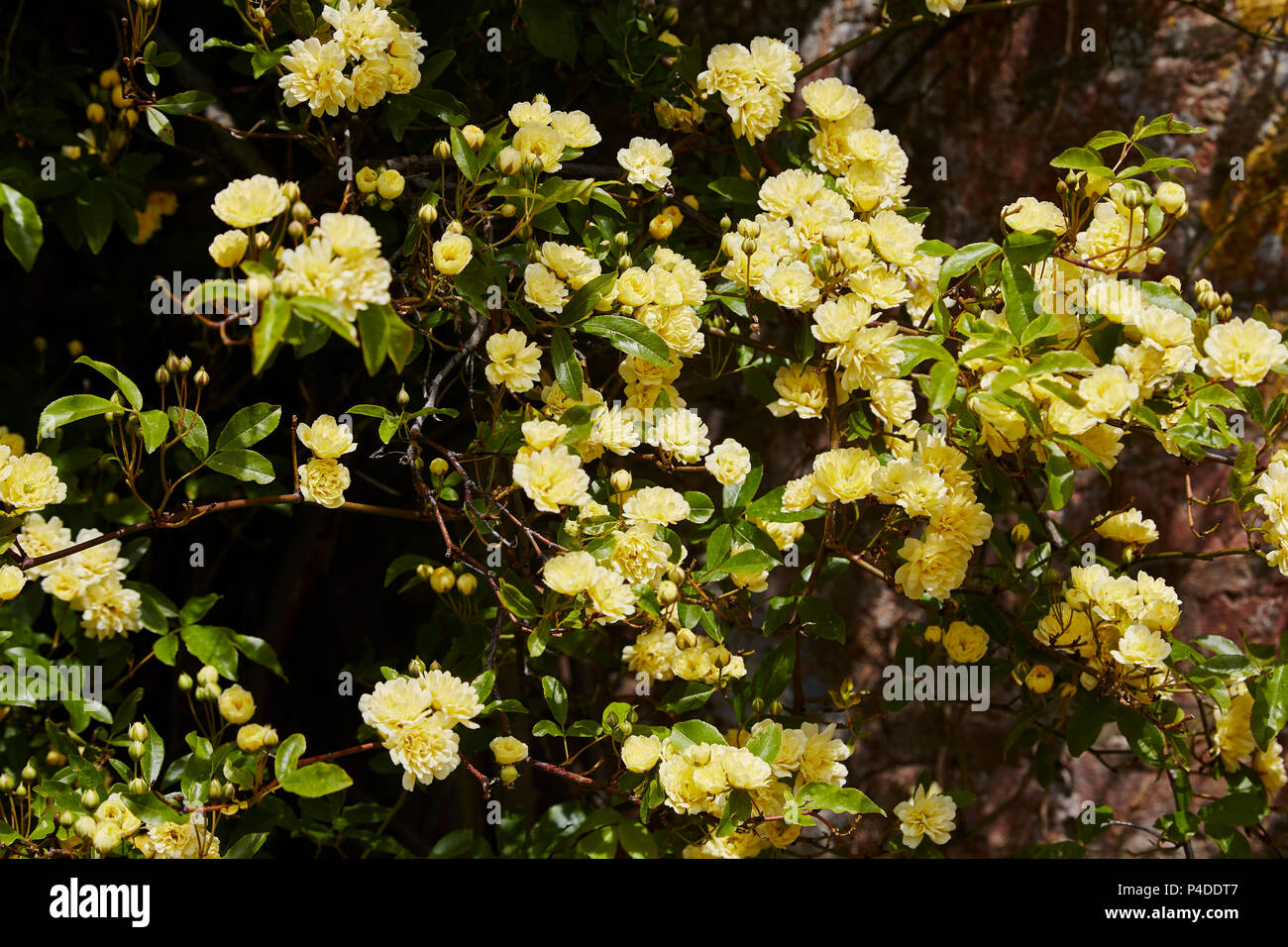 Una sezione di rose arambling chiamato Rosea Banksiae lutea, Foto Stock