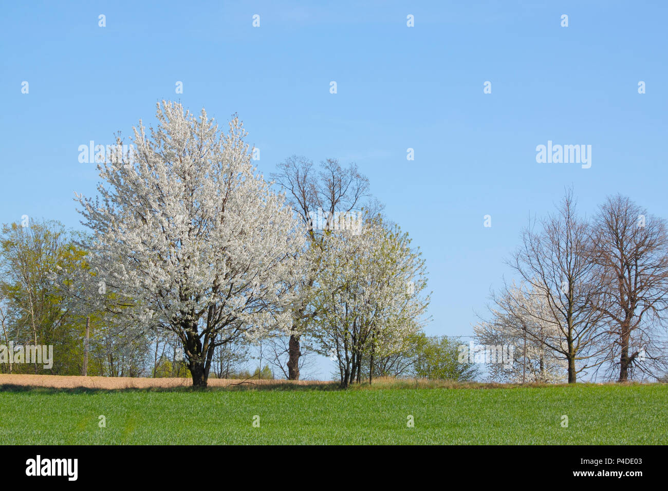 La molla del paesaggio bianco con alberi in fiore e il cielo blu. Polonia, Santa Croce montagne. Foto Stock