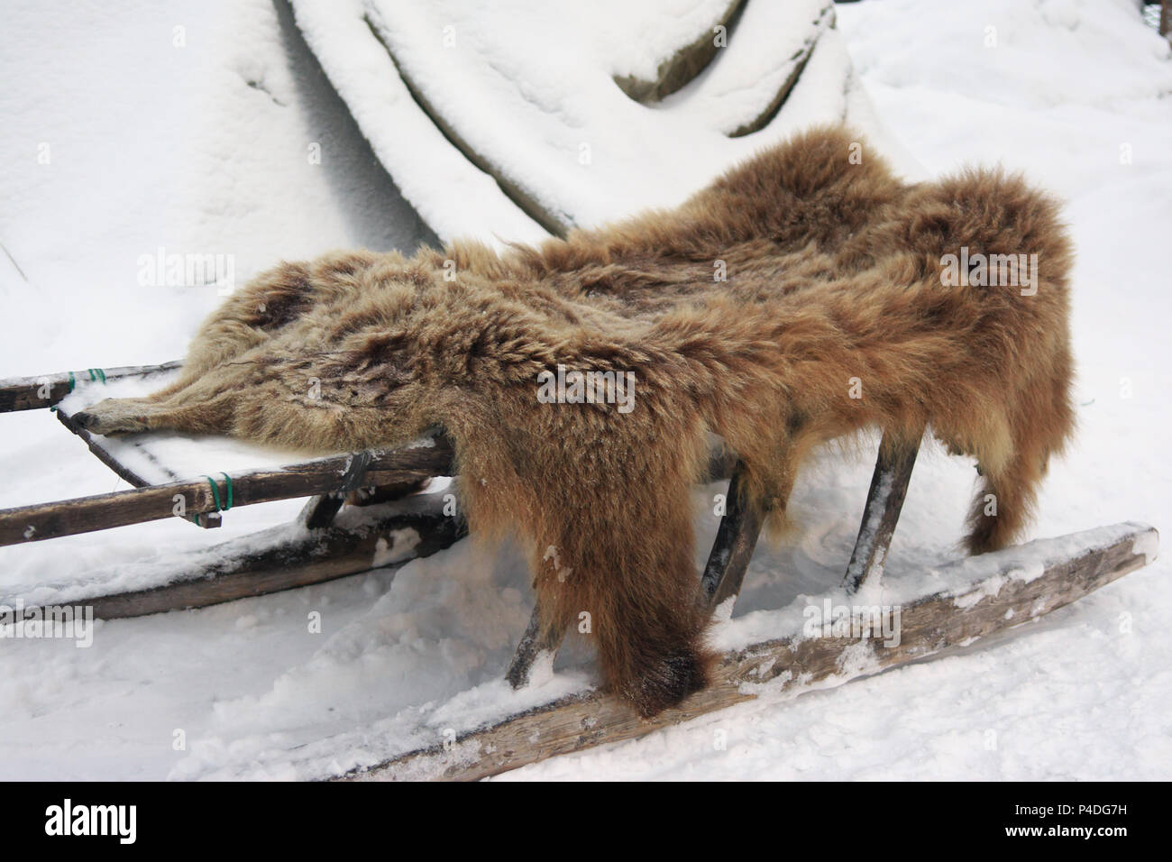 Bear's nascondi giace su di una slitta vicino il Sami yurt Foto Stock