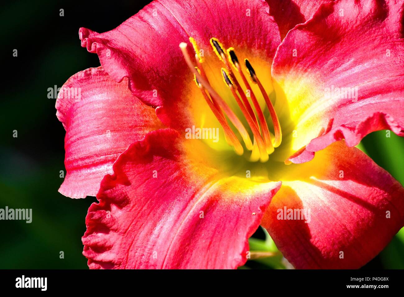 Primo piano di un rosso daylily ad Atlanta Giardino Botanico di Atlanta, Georgia, Stati Uniti d'America Foto Stock