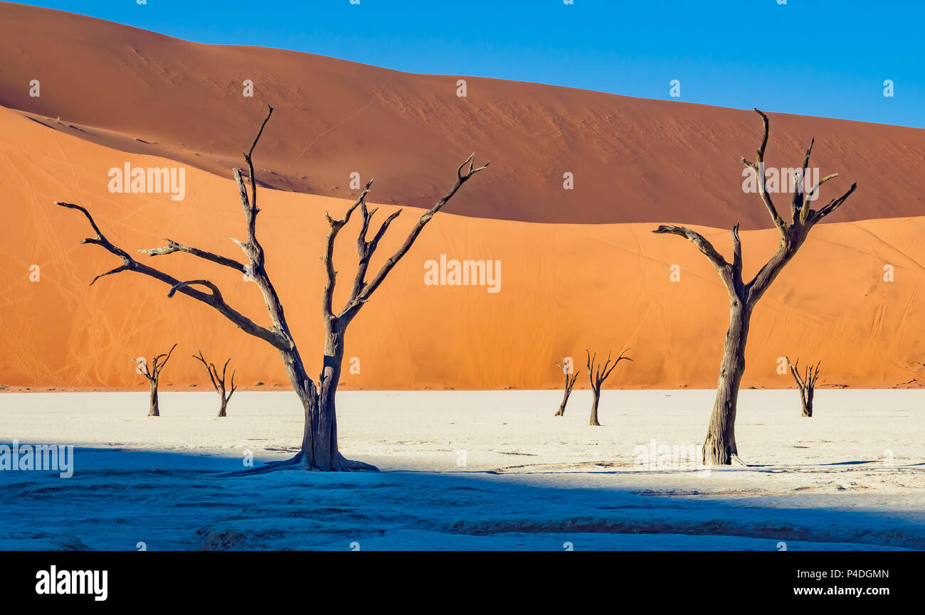 Foresta Pietrificata, morto di alberi di acacia, Deadvlei Sossusvlei. Namibia-Naukluft Parco Nazionale Foto Stock