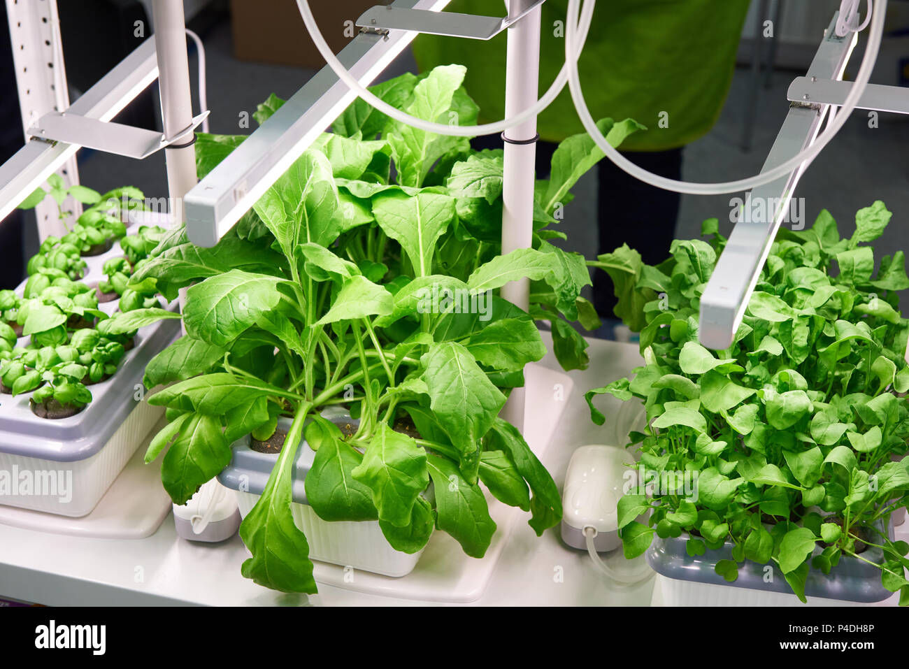La coltivazione di piante alimentari con metodi moderni Foto stock - Alamy