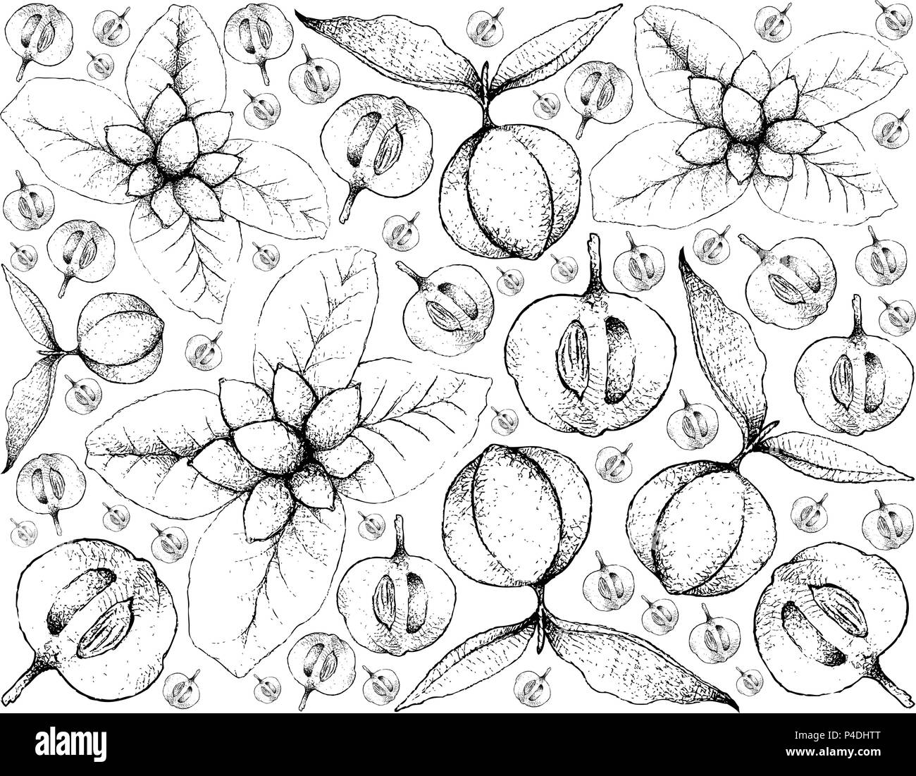 La frutta tropicale, immagine di sfondo di mano il bozzetto Ellipeiopsis Cherrevensis e Diospyros Blancoi velluto o frutti di Apple. Illustrazione Vettoriale