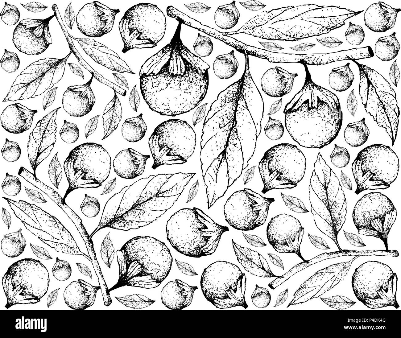 La frutta tropicale, illustrazione Wallpaper di mano il bozzetto di Cordia Caffra, Septee, Sun Tree frutti isolati su sfondo bianco. Illustrazione Vettoriale